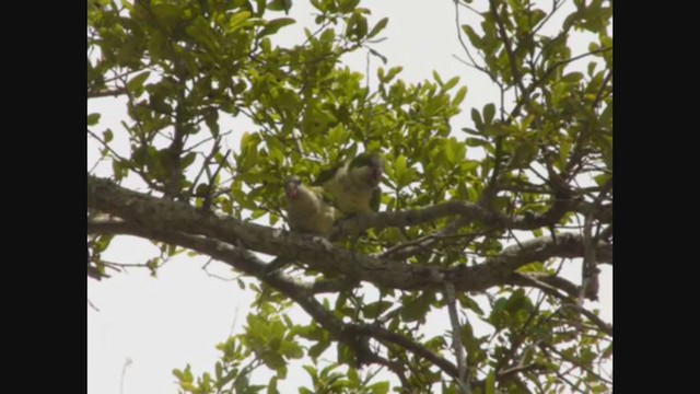 Monk Parakeet - ML320856121