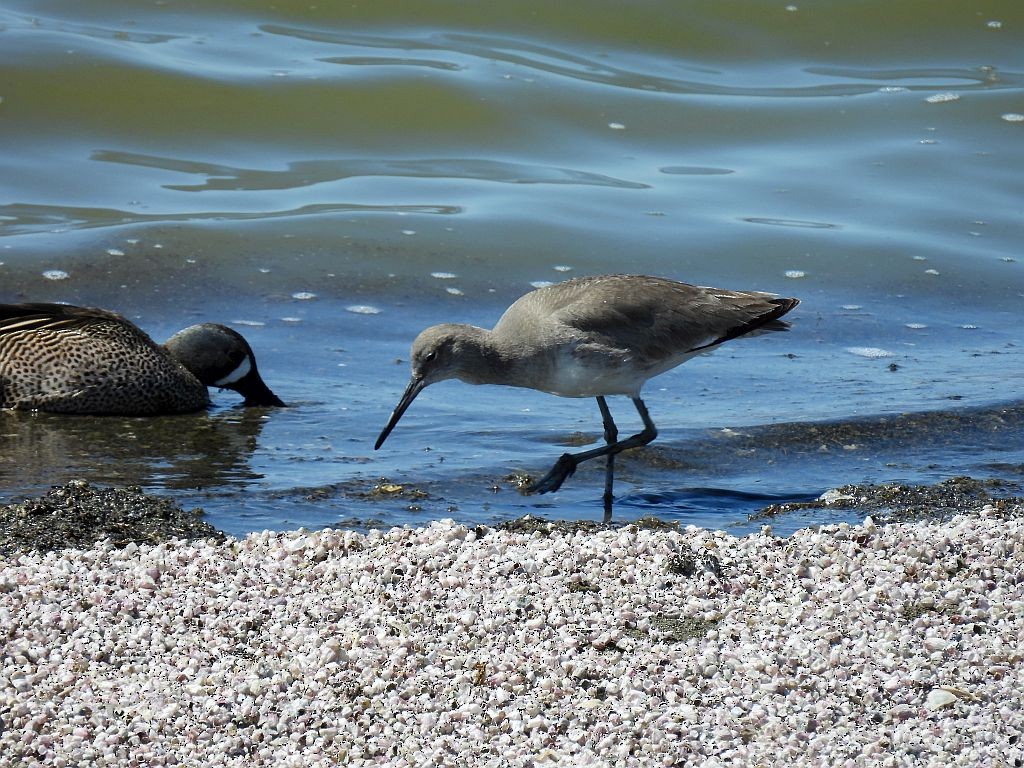 Willet (Western) - ML320858321