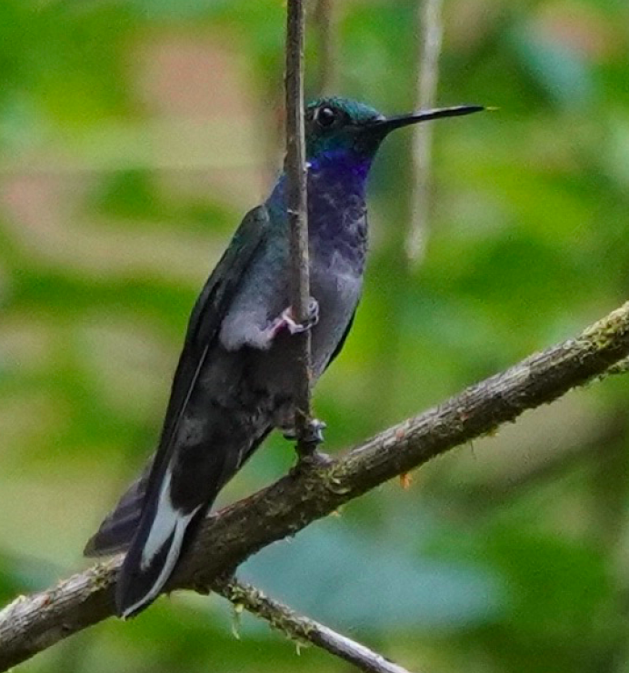 Colibri à queue blanche - ML320861341