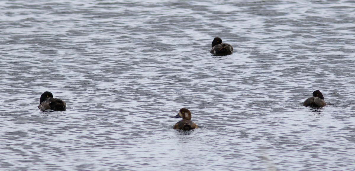 Greater Scaup - ML32086441
