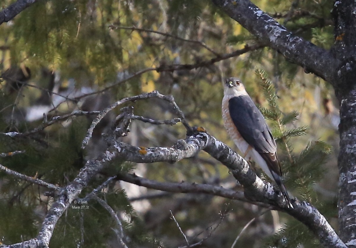 Sharp-shinned Hawk - ML320865731