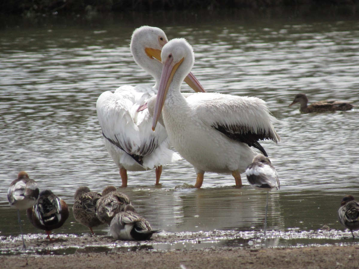 pelikán severoamerický - ML320865981