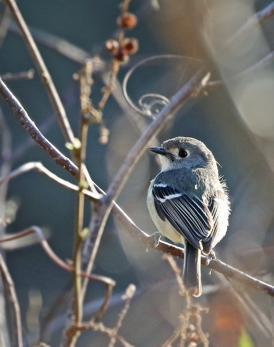 Dwarf Vireo - Andrew Spencer