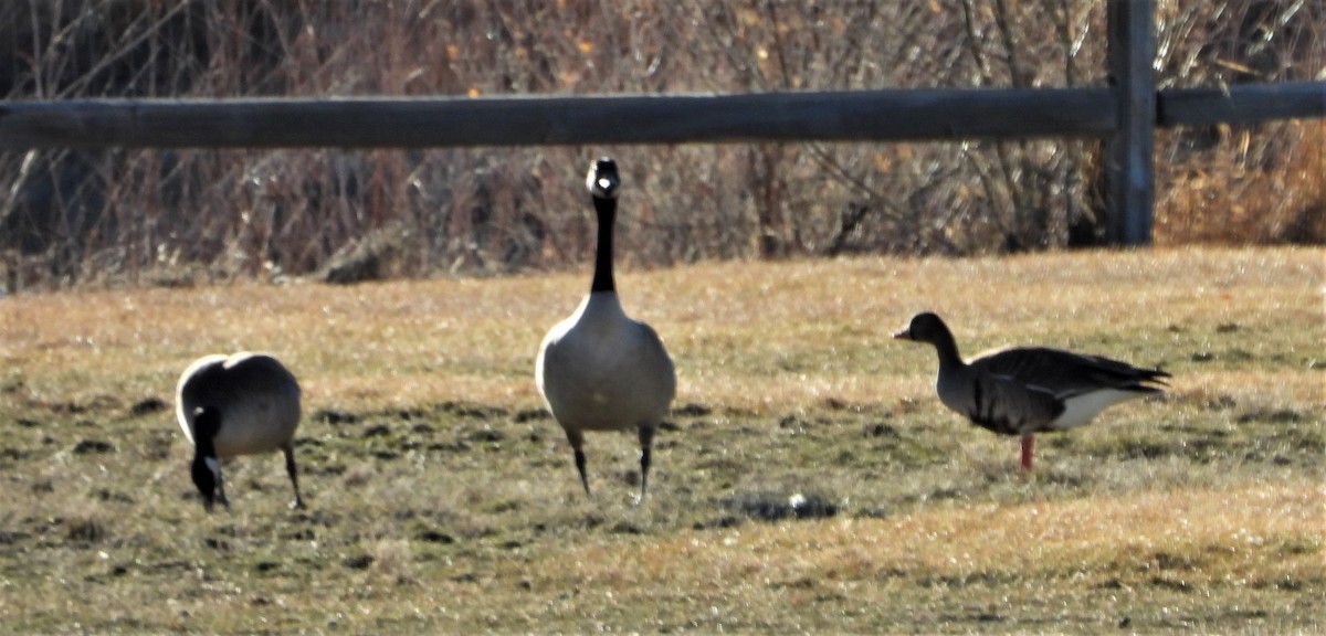 Greater White-fronted Goose - ML320866301