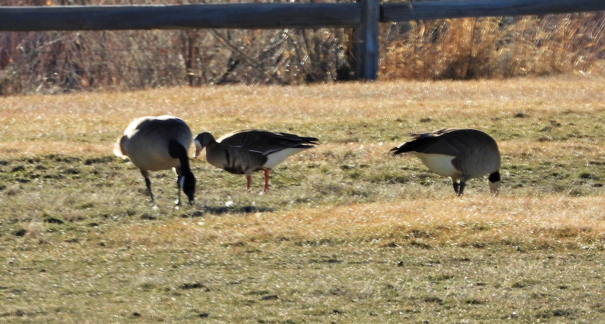 Greater White-fronted Goose - ML320866341