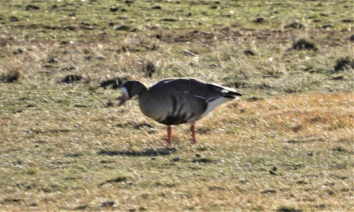 Greater White-fronted Goose - ML320866451
