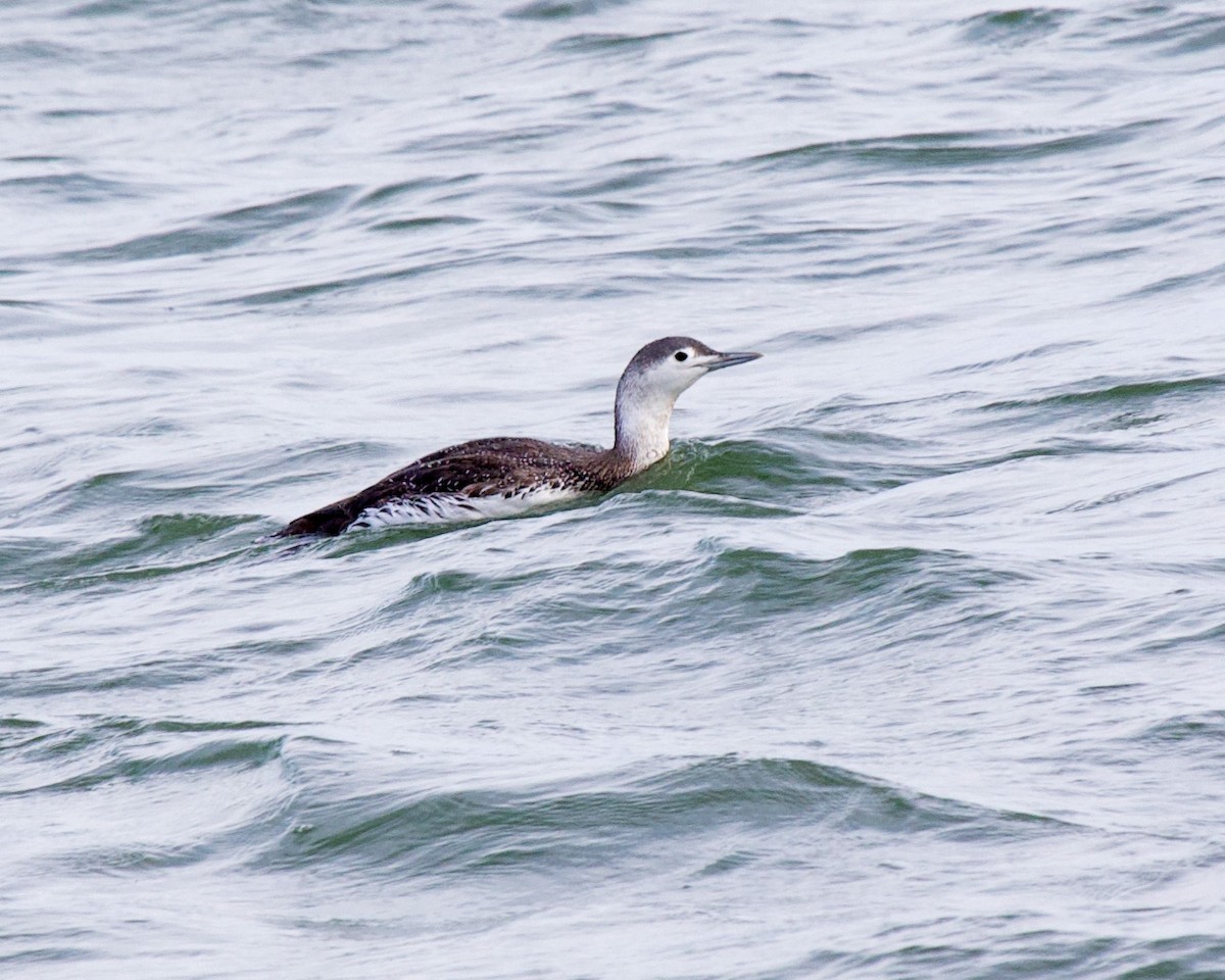 Red-throated Loon - Daniel S.