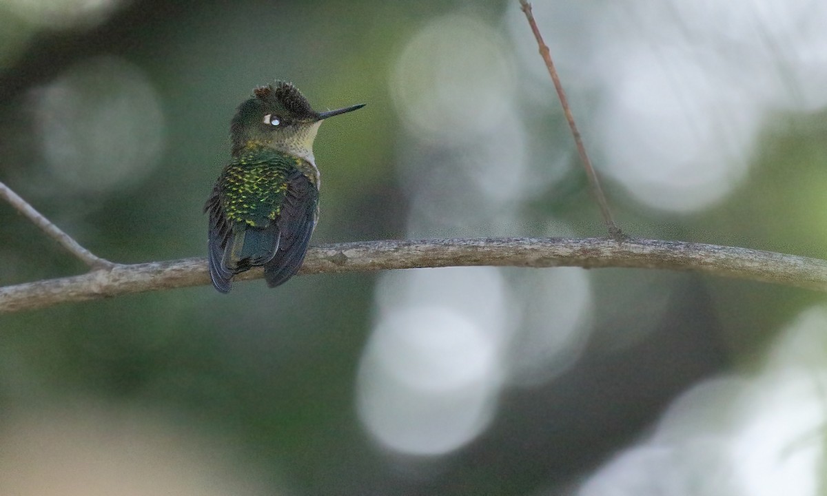 Green-backed Firecrown - ML320868981