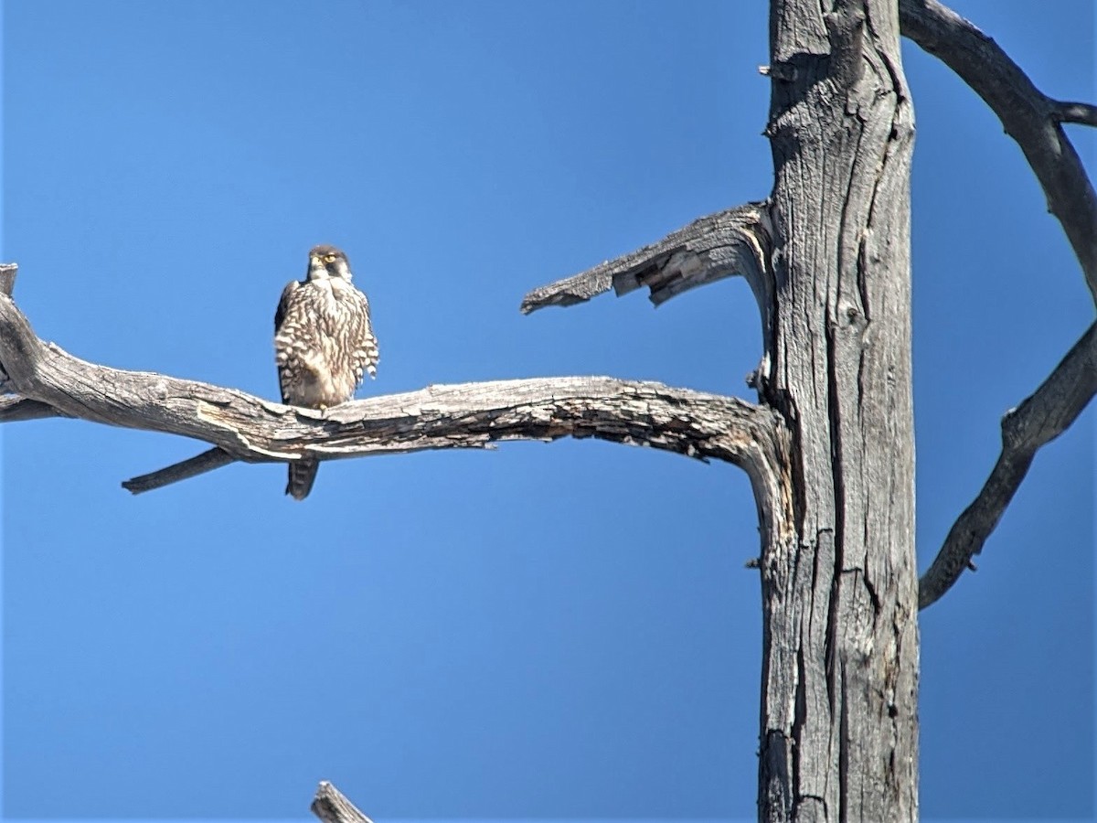 Peregrine Falcon - ML320871311