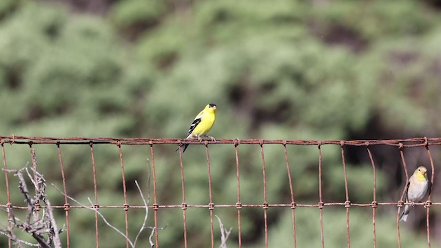 American Goldfinch - ML320871951