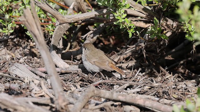 Hermit Thrush (guttatus Group) - ML320872791