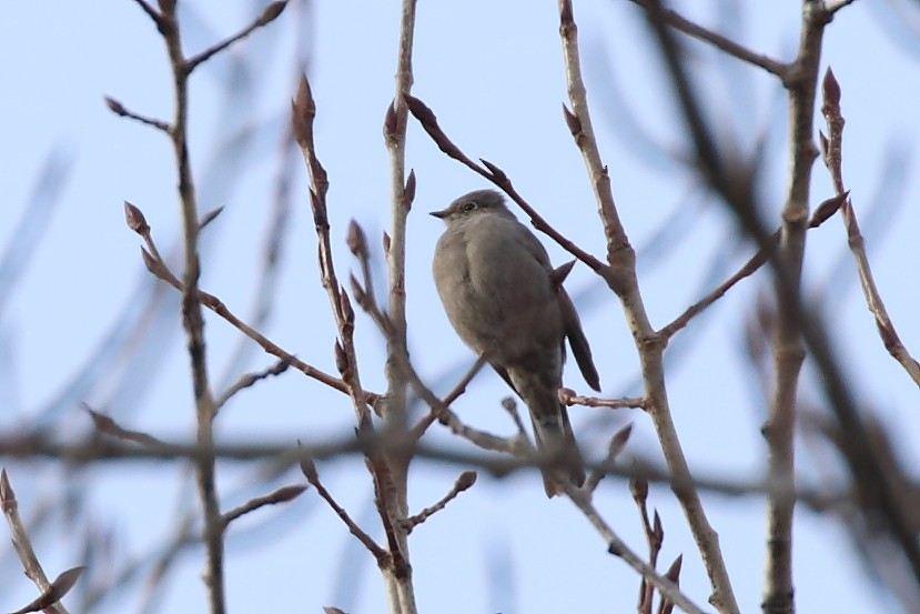 Townsend's Solitaire - ML320873741