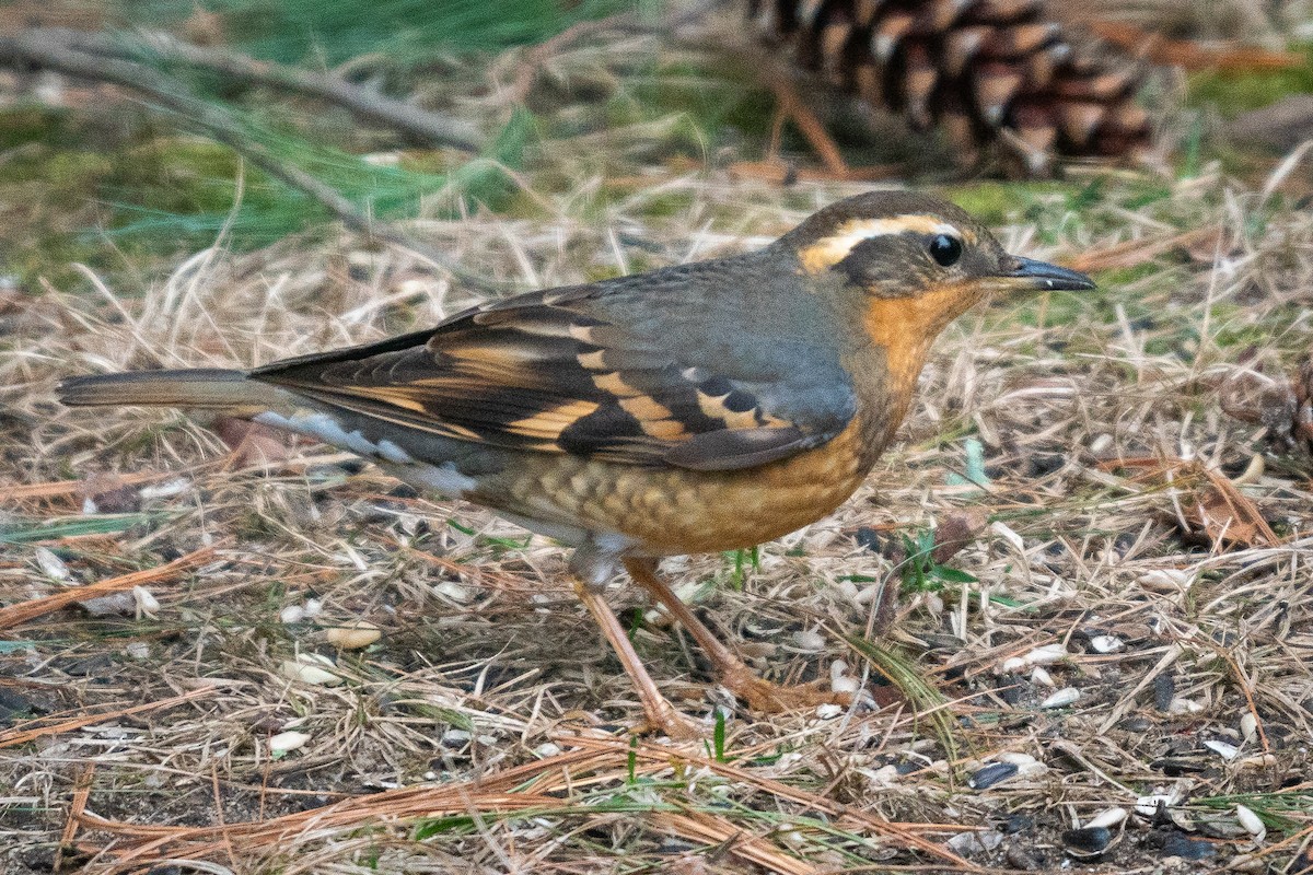 Varied Thrush - ML320874731