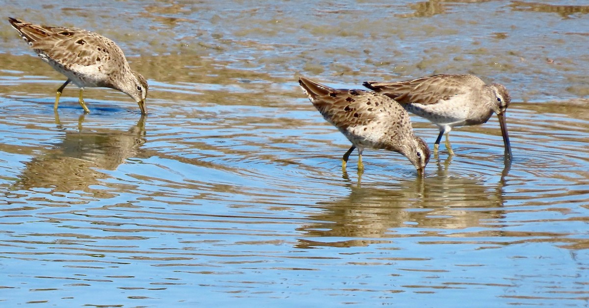 Short-billed Dowitcher - ML320876081