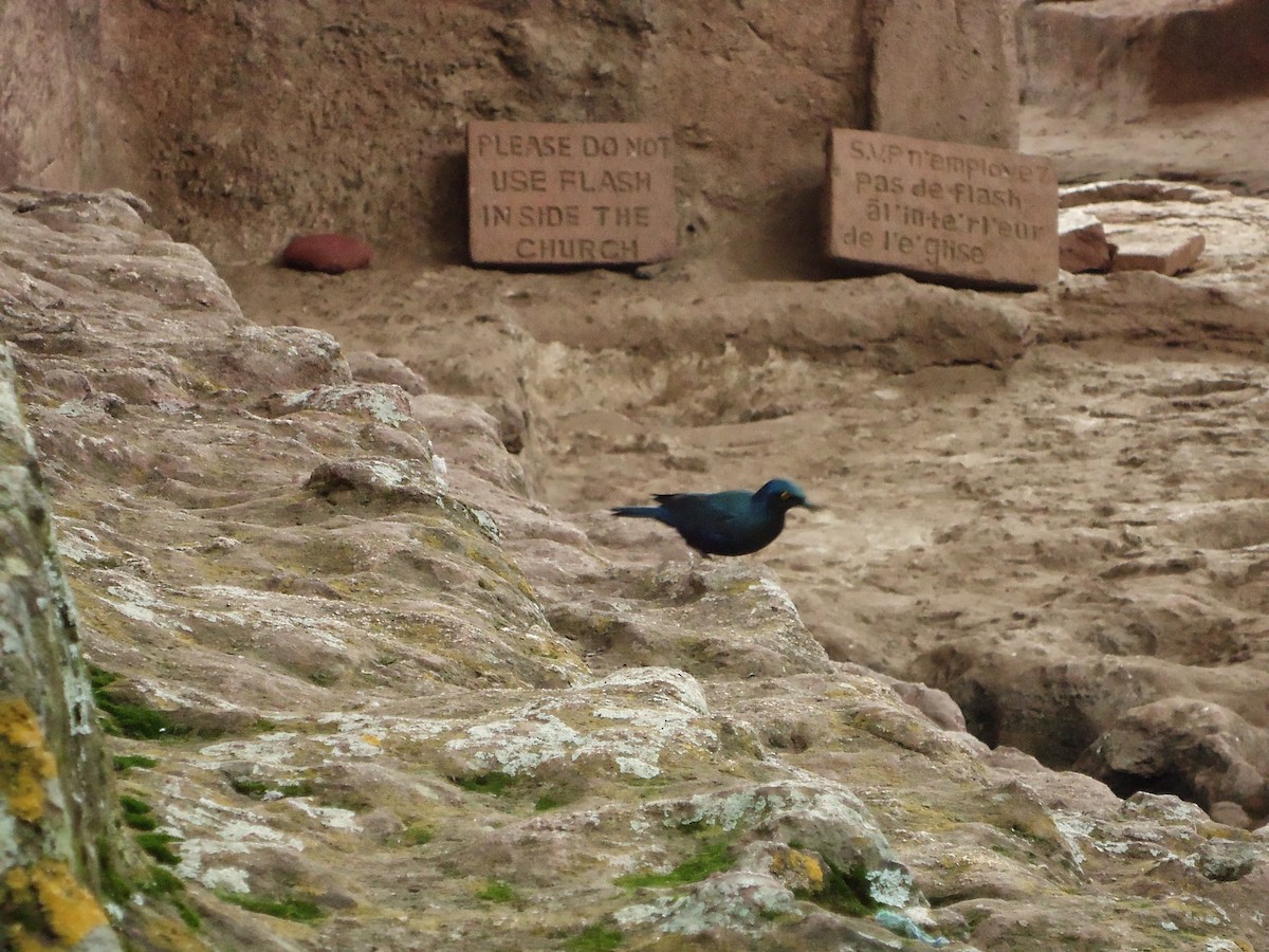 Greater Blue-eared Starling - ML320877241