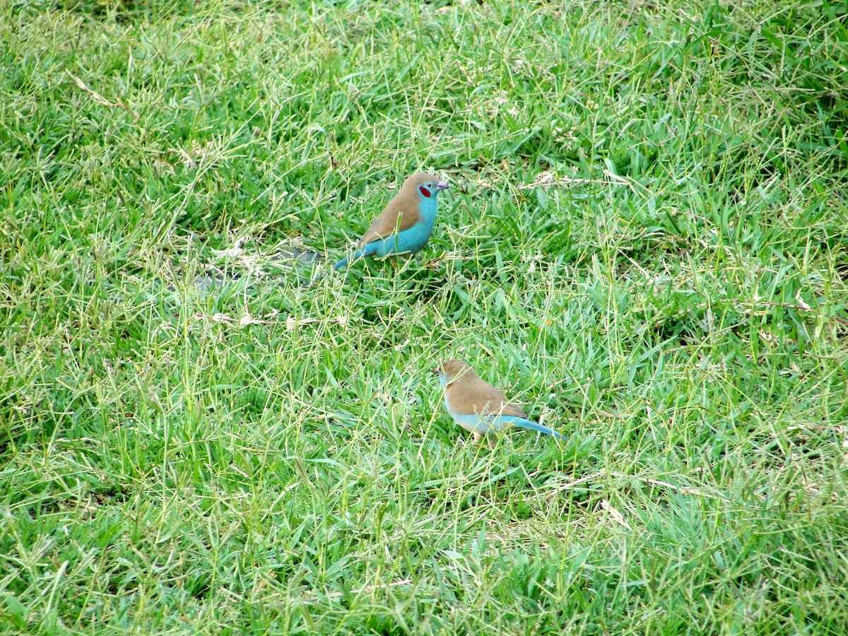 Red-cheeked Cordonbleu - ML320878001