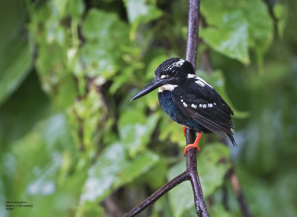 Southern Silvery-Kingfisher - Ramon Quisumbing