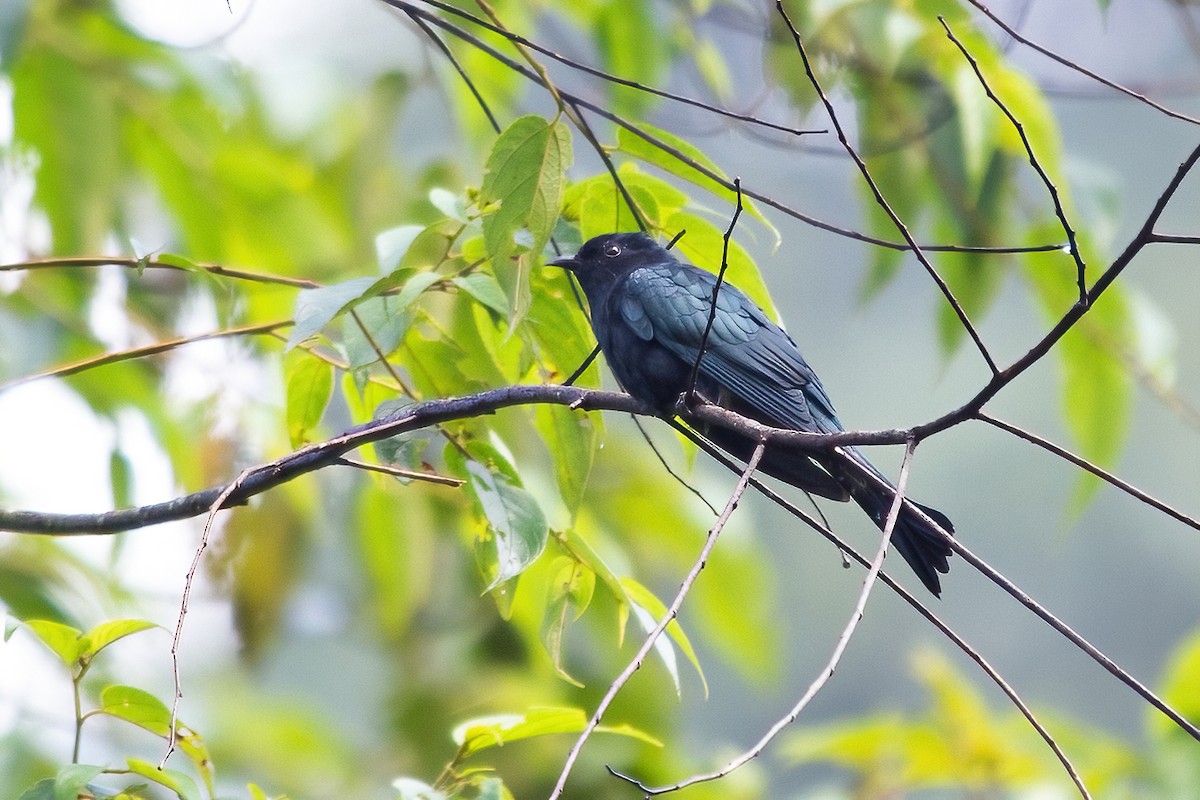 Square-tailed Drongo-Cuckoo - Ngoc Sam Thuong Dang