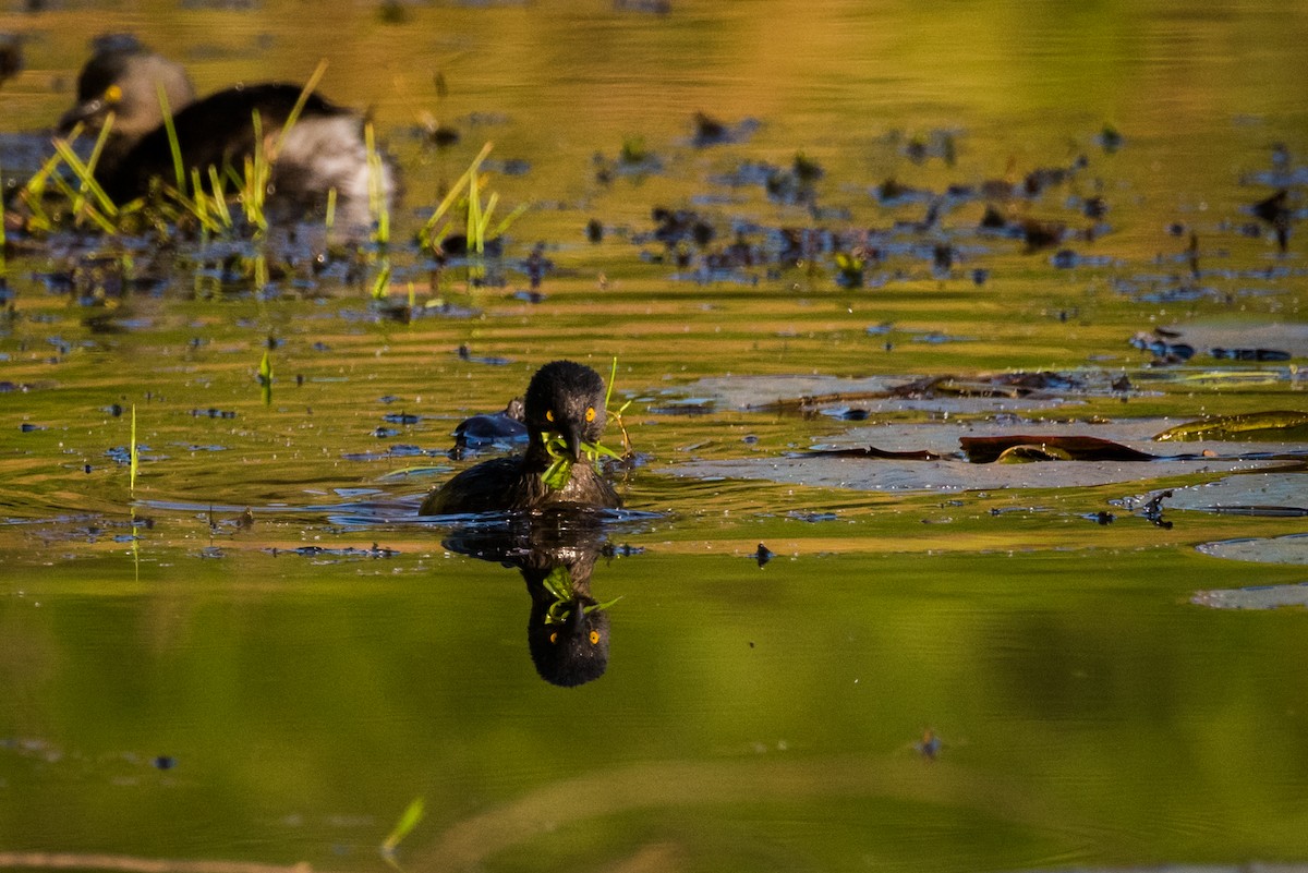 Least Grebe - ML320883531