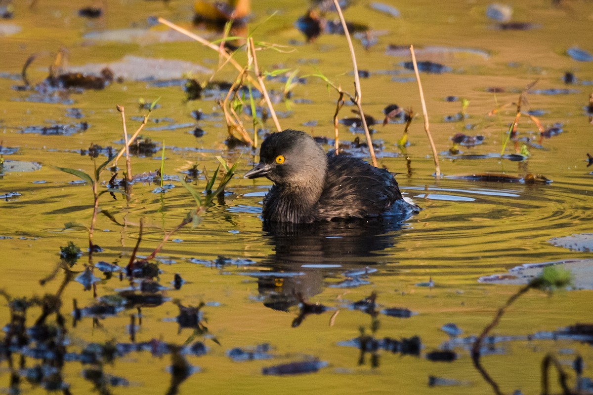 Least Grebe - ML320883541