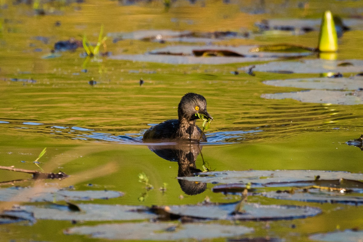 Least Grebe - ML320883561