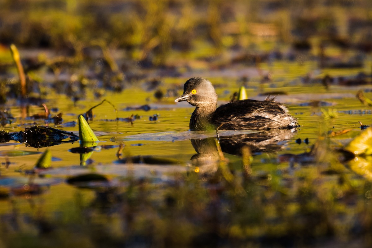 Least Grebe - ML320883581