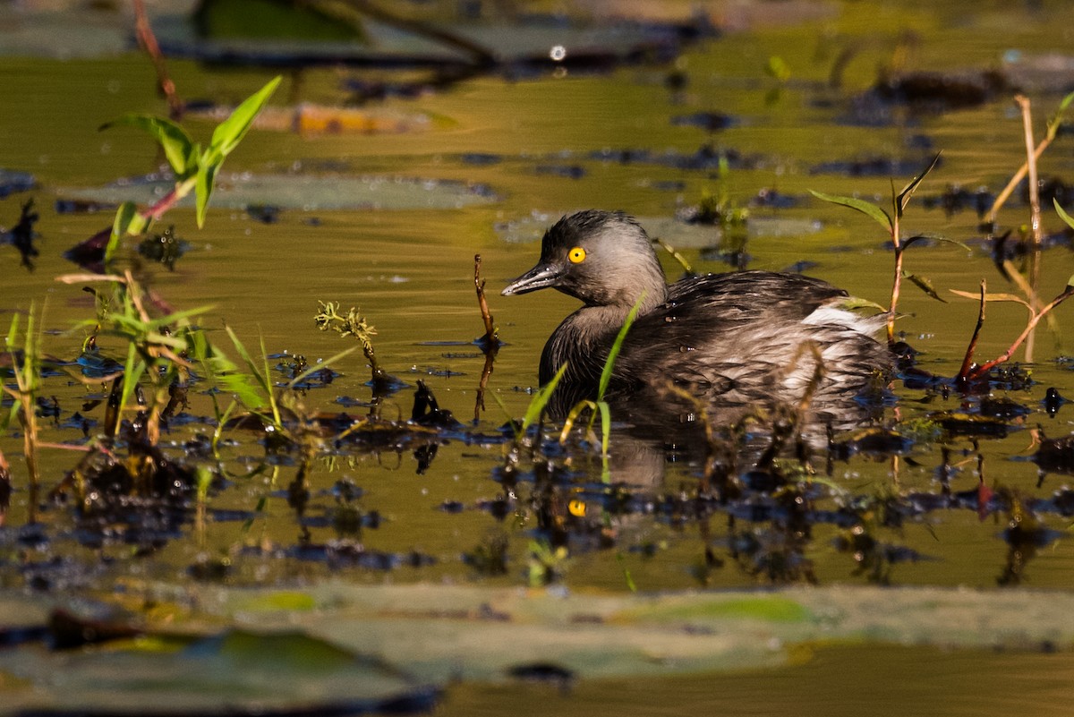 Least Grebe - ML320883611