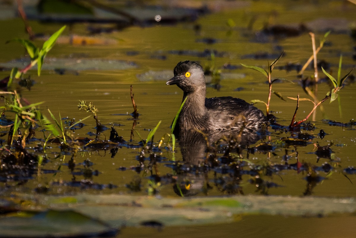 Least Grebe - ML320883621