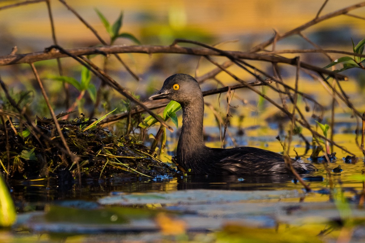 Least Grebe - ML320883631