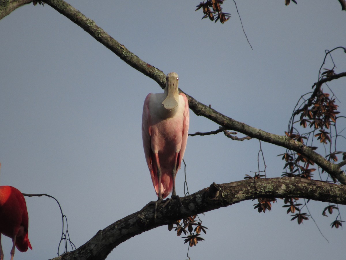 Roseate Spoonbill - ML320883881