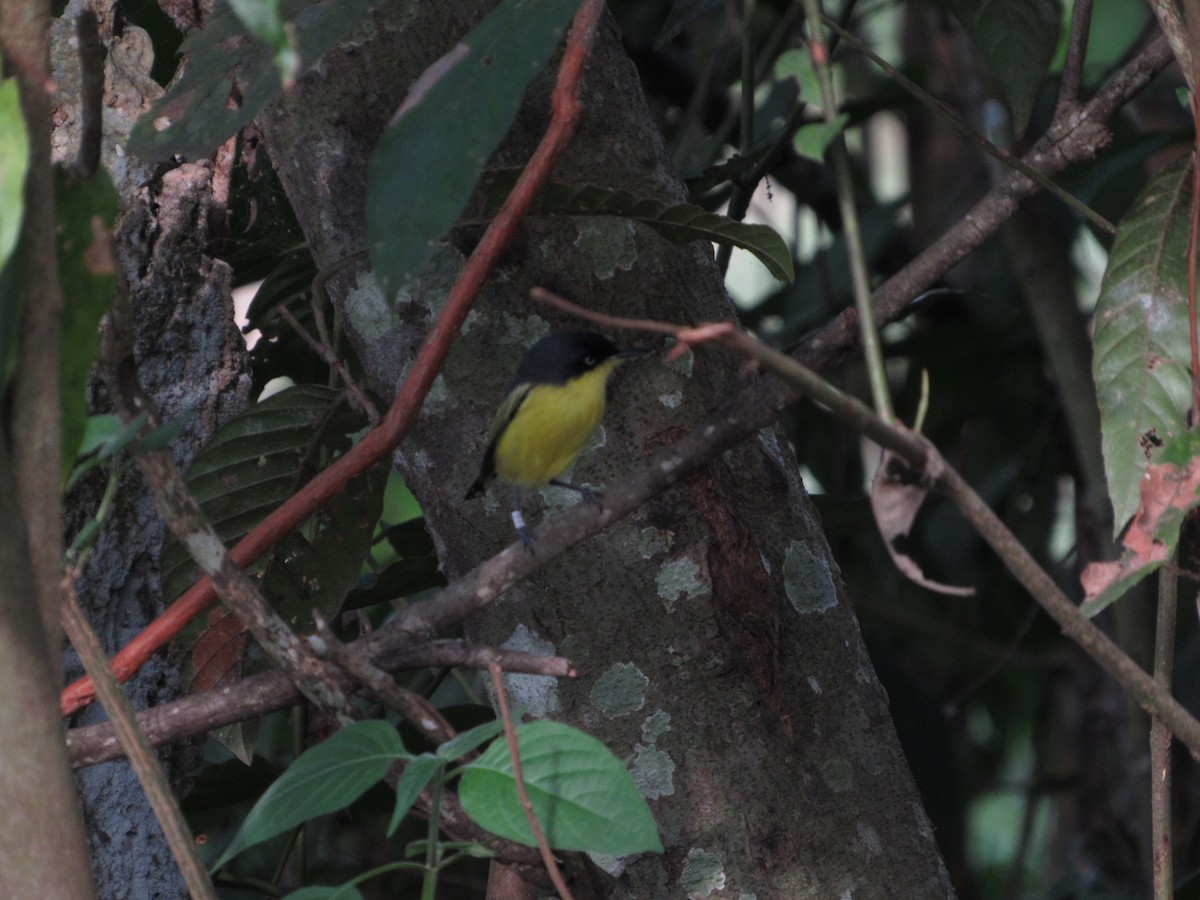 Common Tody-Flycatcher - ML320884011