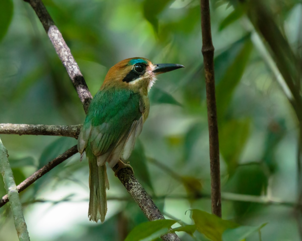 Tody Motmot - ML320884801