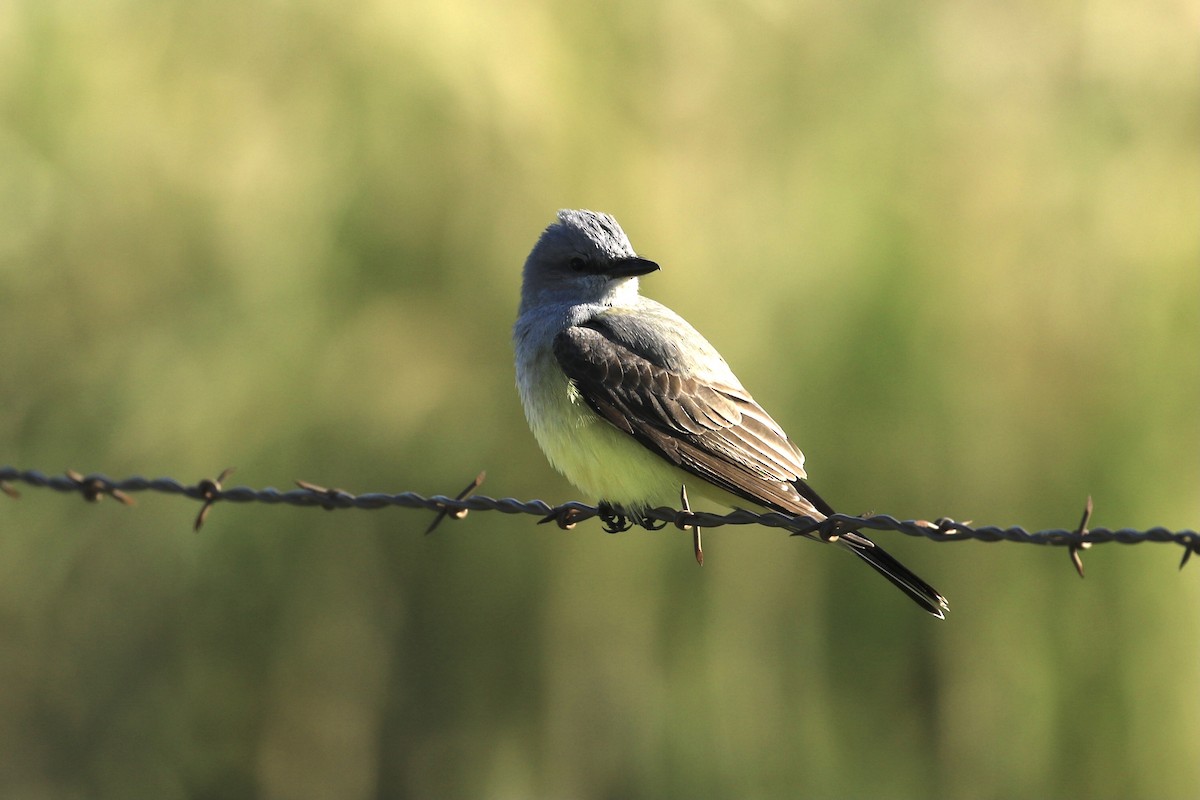 Western Kingbird - ML320885161