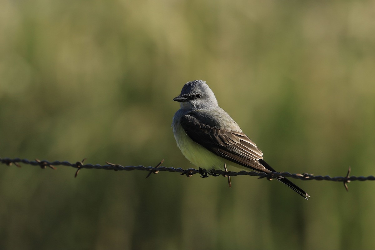 Western Kingbird - ML320885191