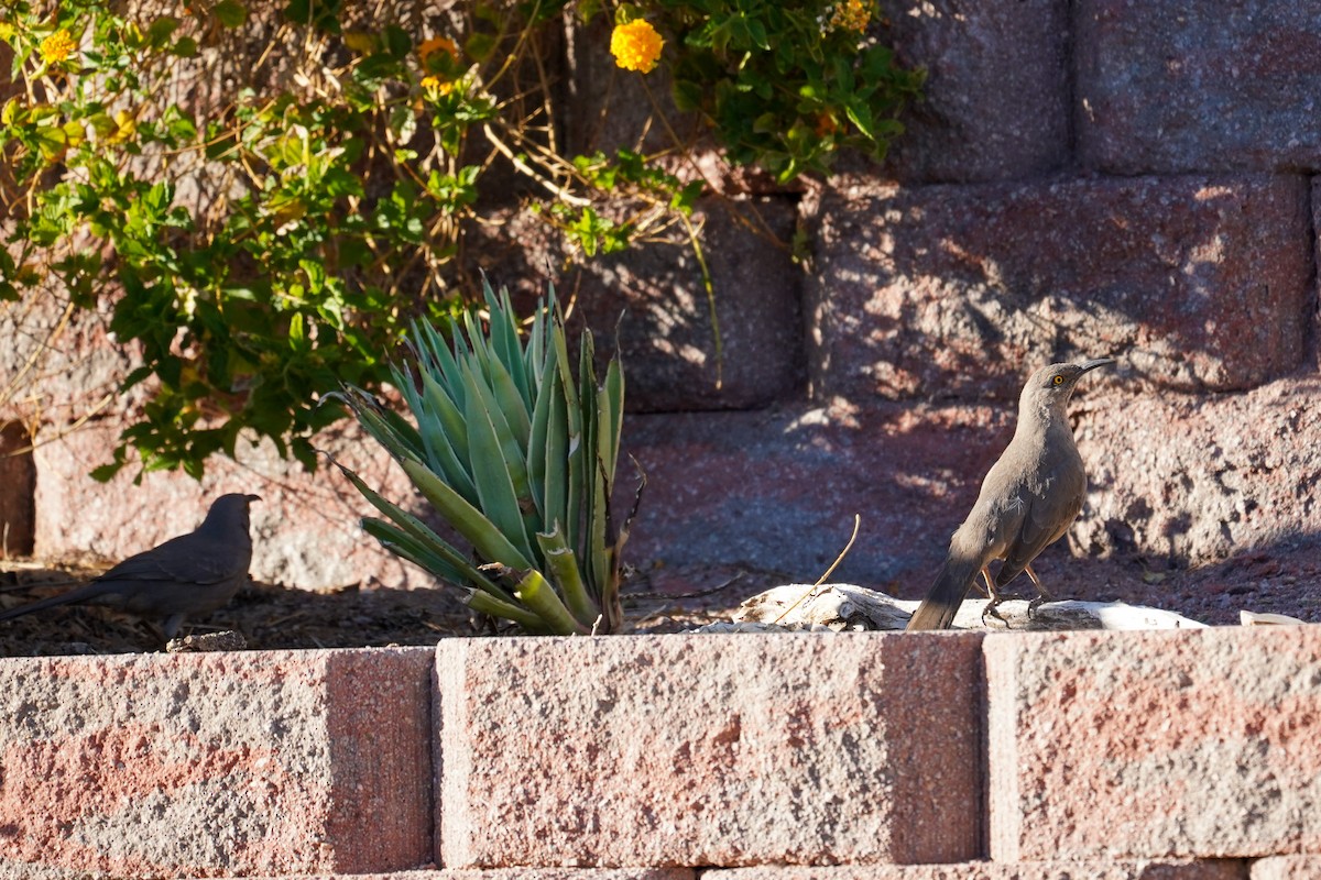 Curve-billed Thrasher - ML320885481