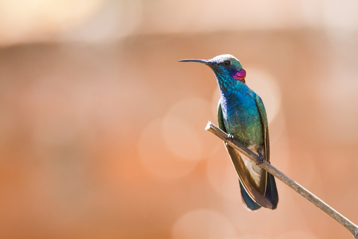 White-vented Violetear - ML320886911