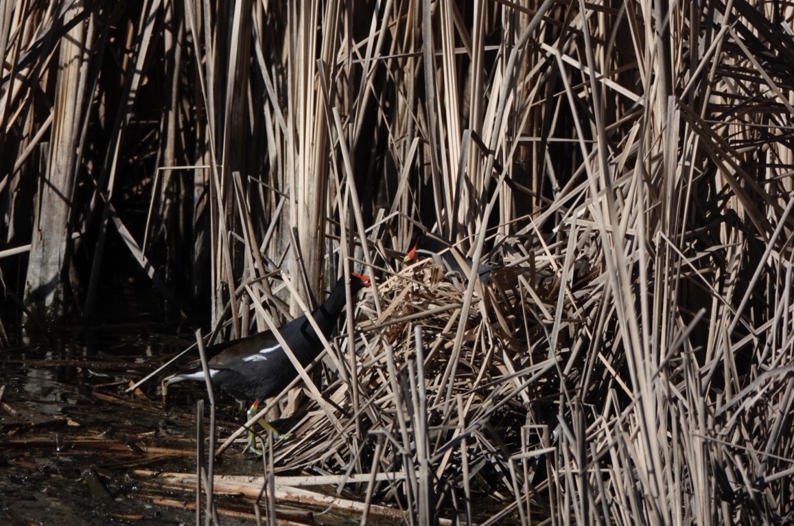 Common Gallinule - ML320887411