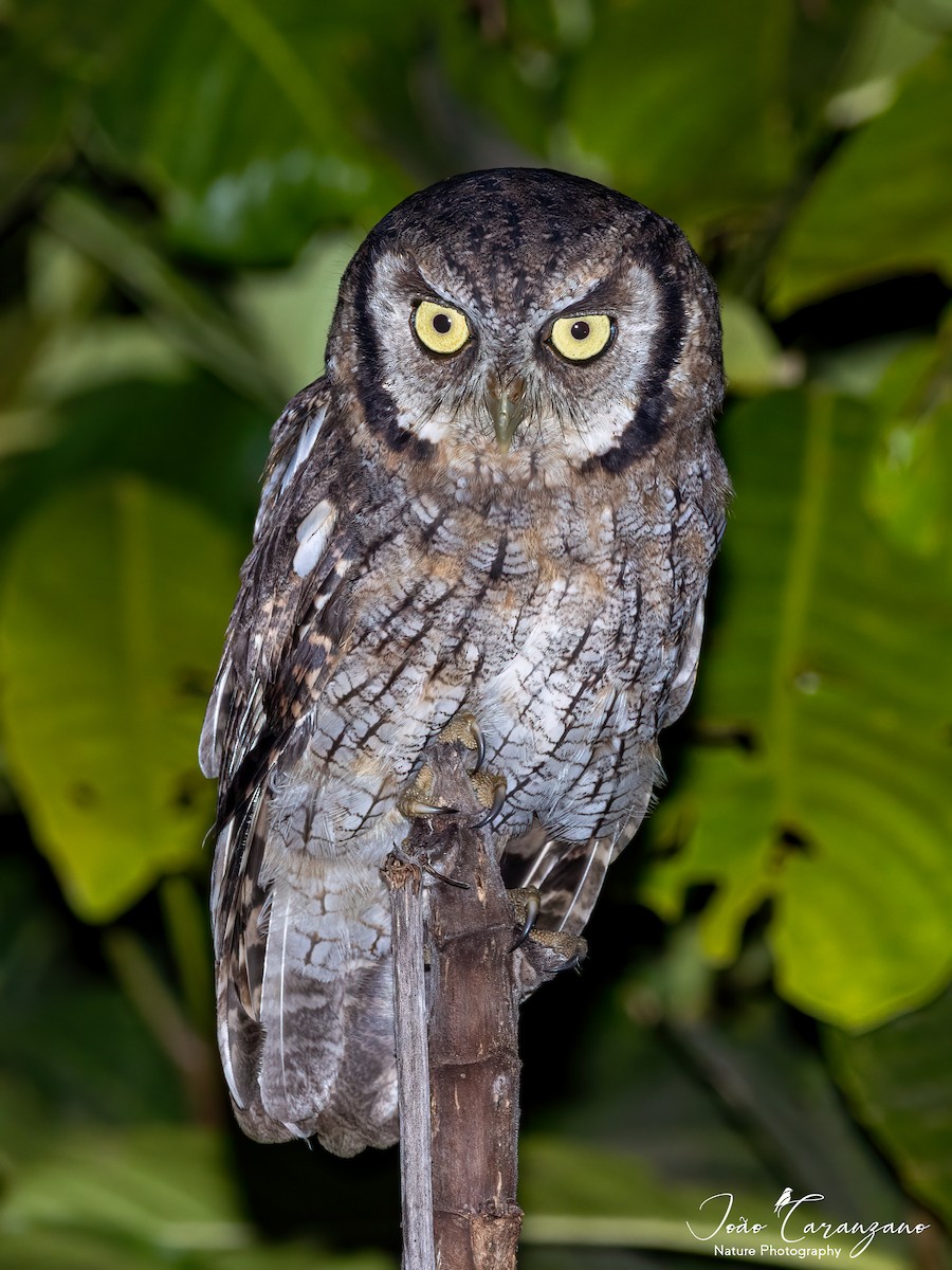 Tropical Screech-Owl - ML320887781