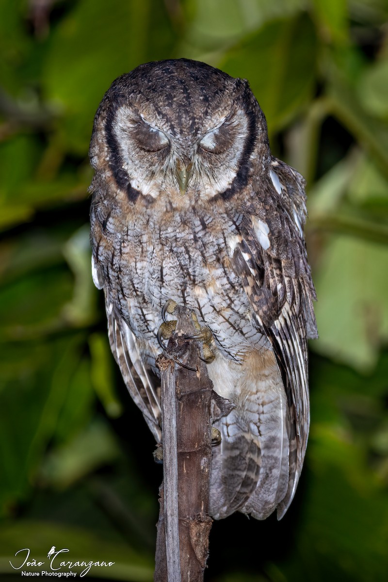 Tropical Screech-Owl - ML320887791