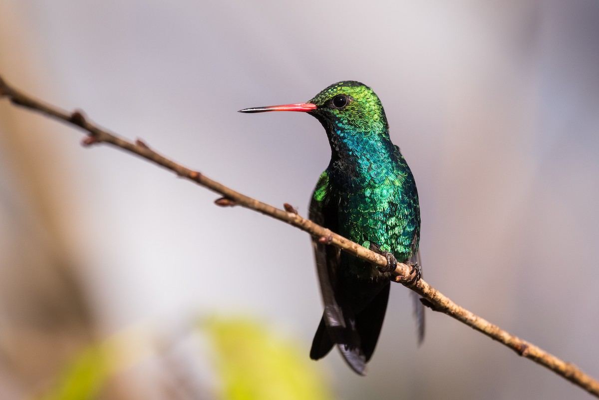 Glittering-bellied Emerald - ML320887951