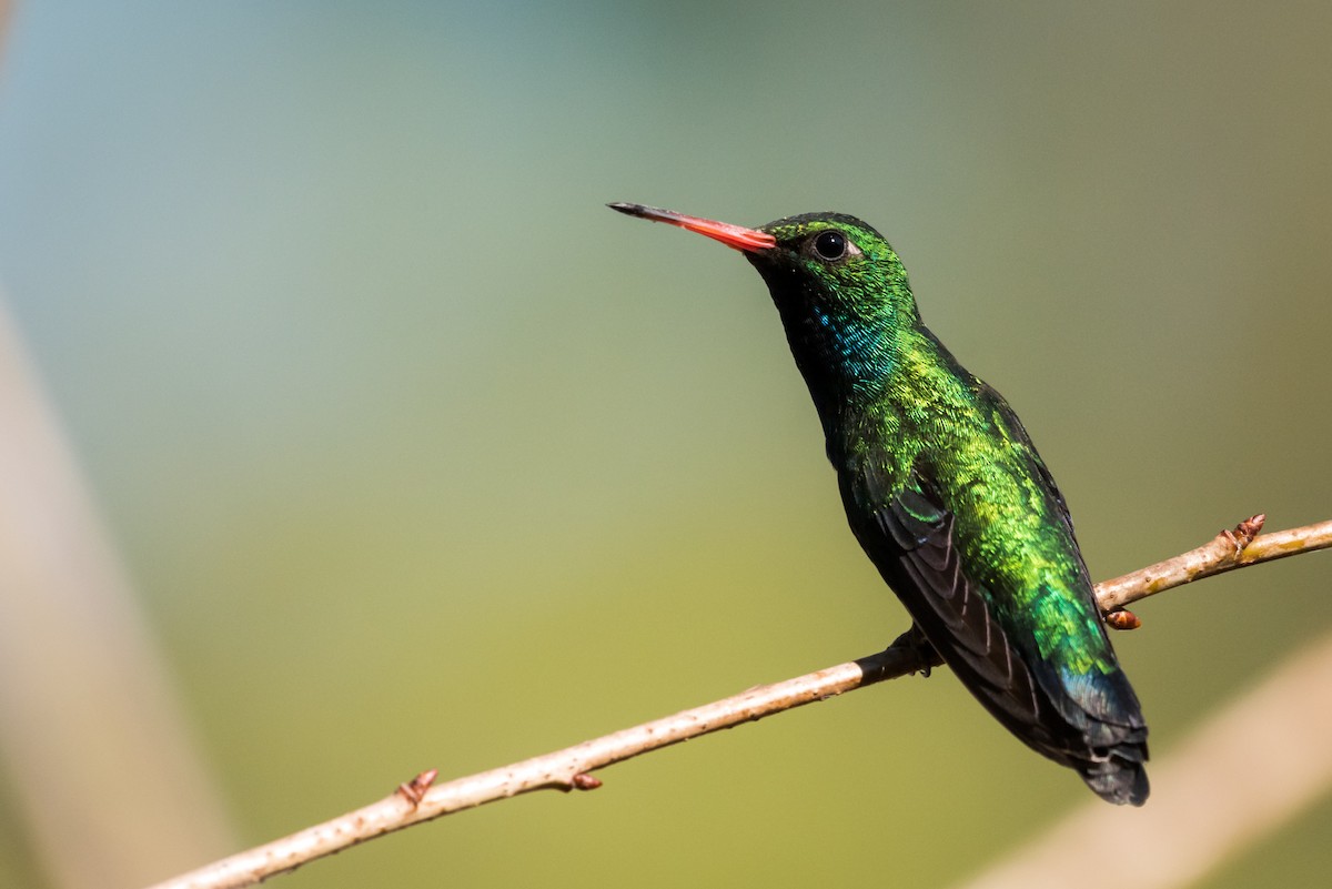 Glittering-bellied Emerald - ML320887961