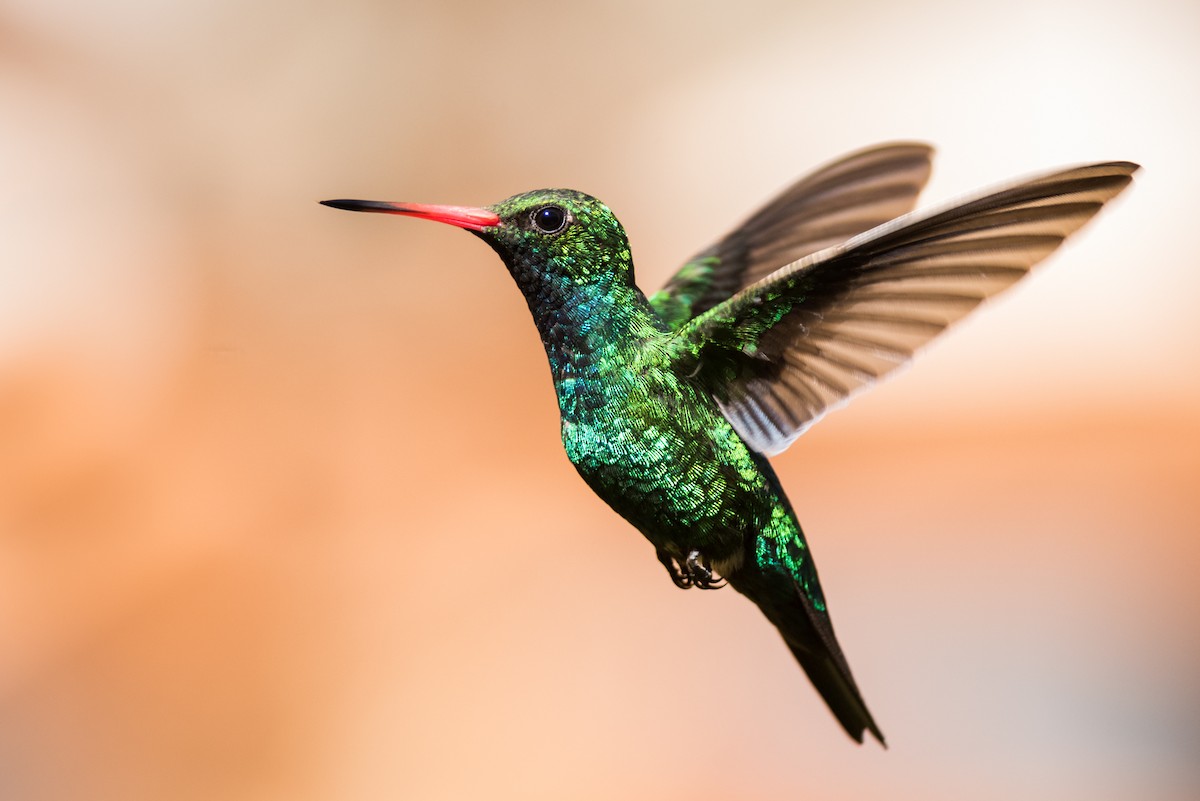 Glittering-bellied Emerald - ML320887981