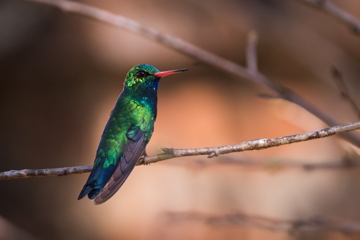 Glittering-bellied Emerald - Claudia Brasileiro