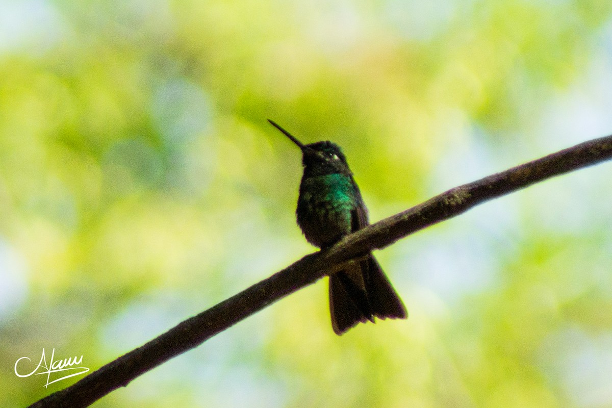 Colibrí Magnífico - ML320888071