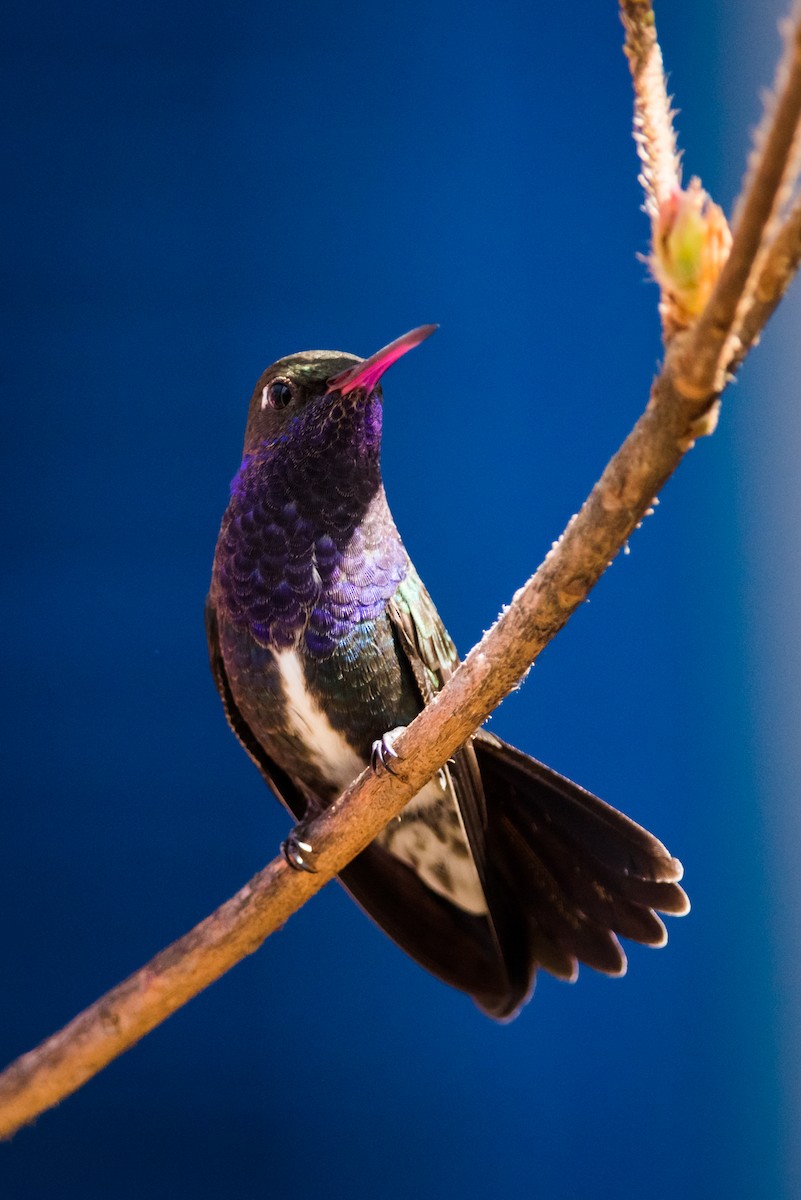 kolibřík safírový - ML320888171