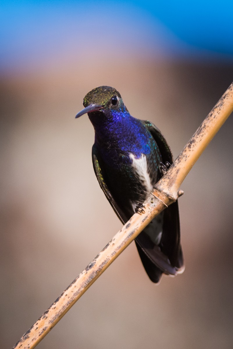 Sapphire-spangled Emerald - Claudia Brasileiro