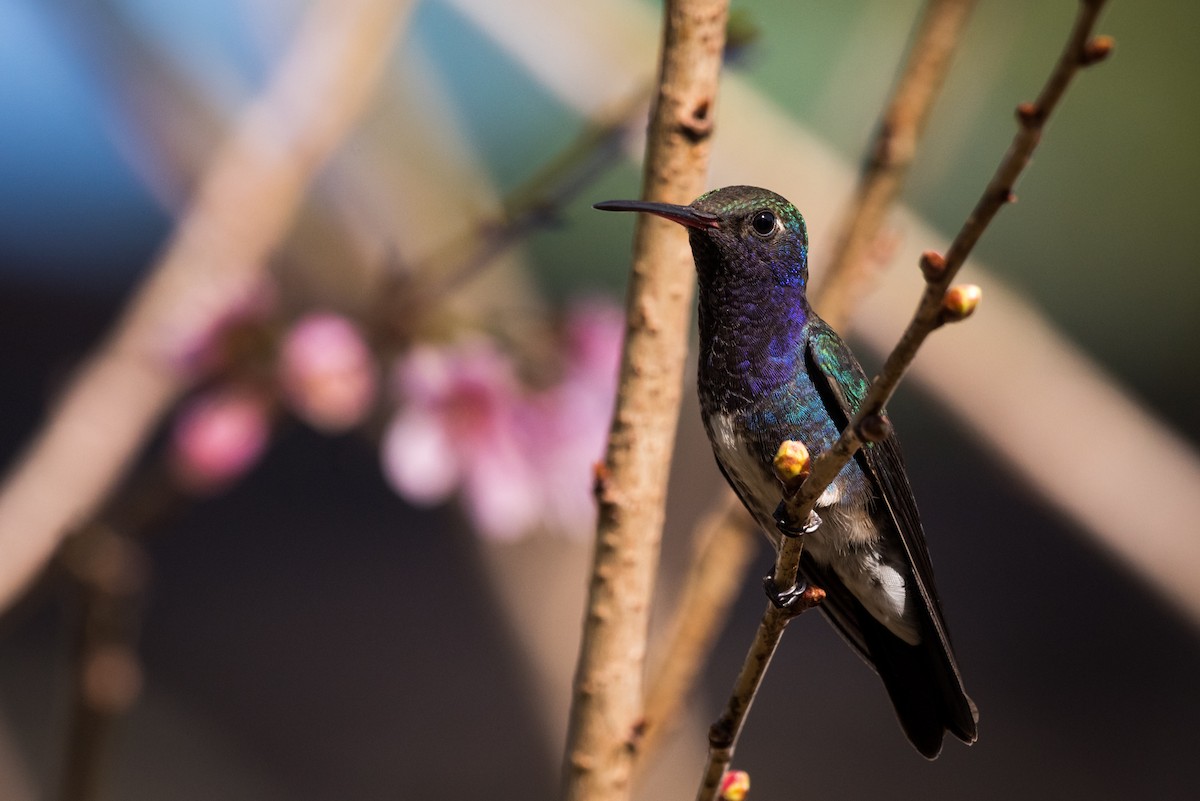 Sapphire-spangled Emerald - Claudia Brasileiro