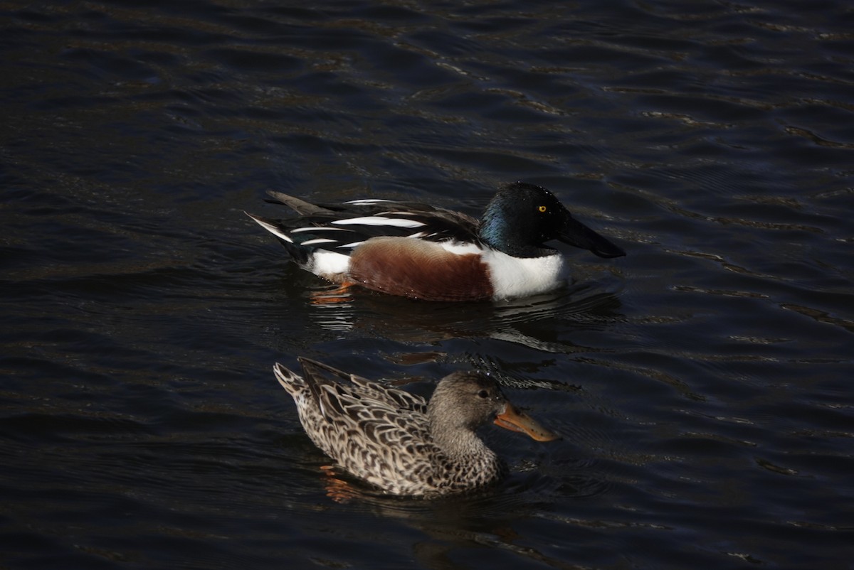 Northern Shoveler - ML320888511