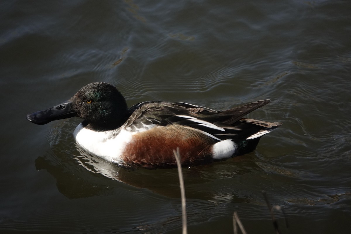 Northern Shoveler - ML320888531