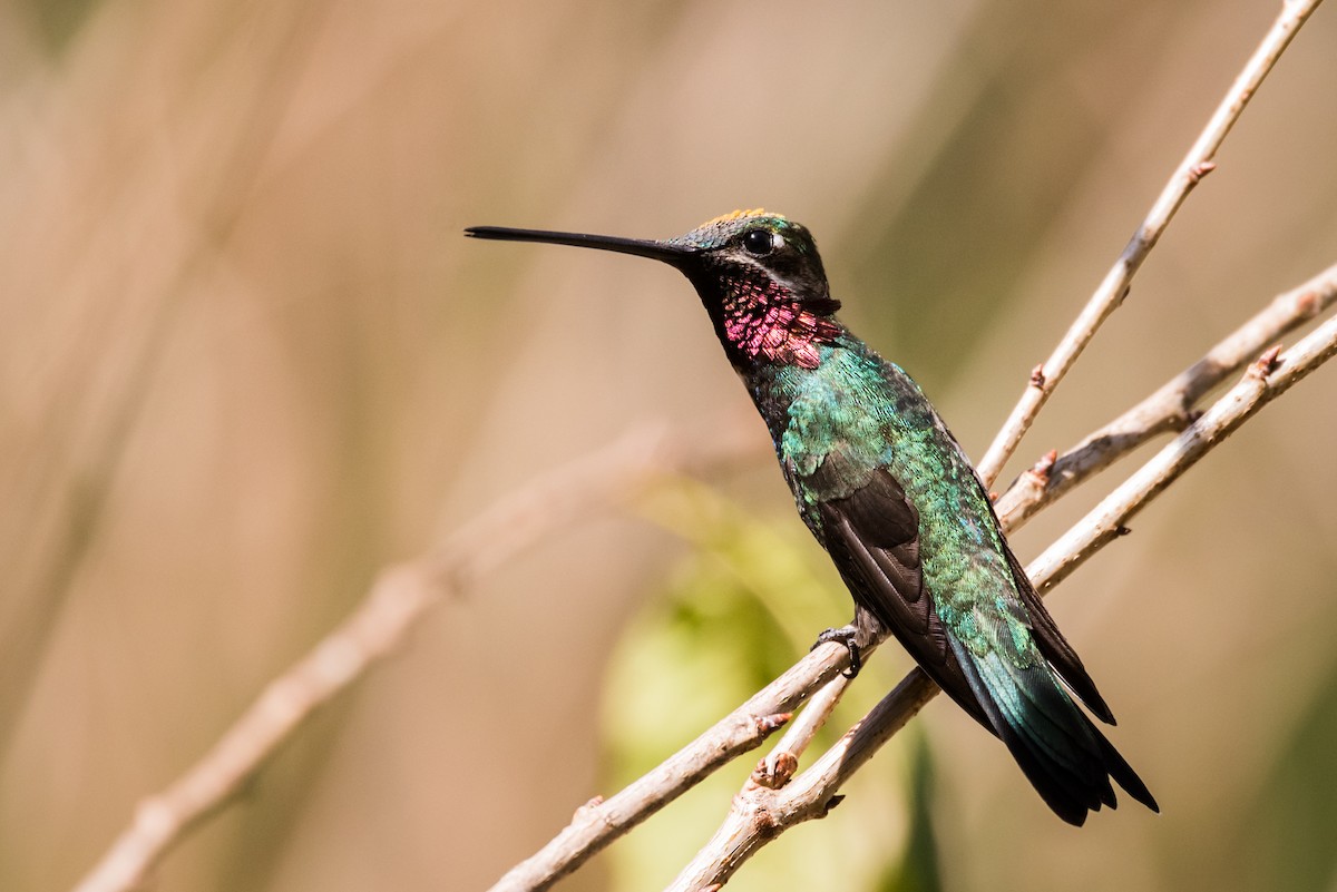 kolibřík fialovolímcový - ML320889111